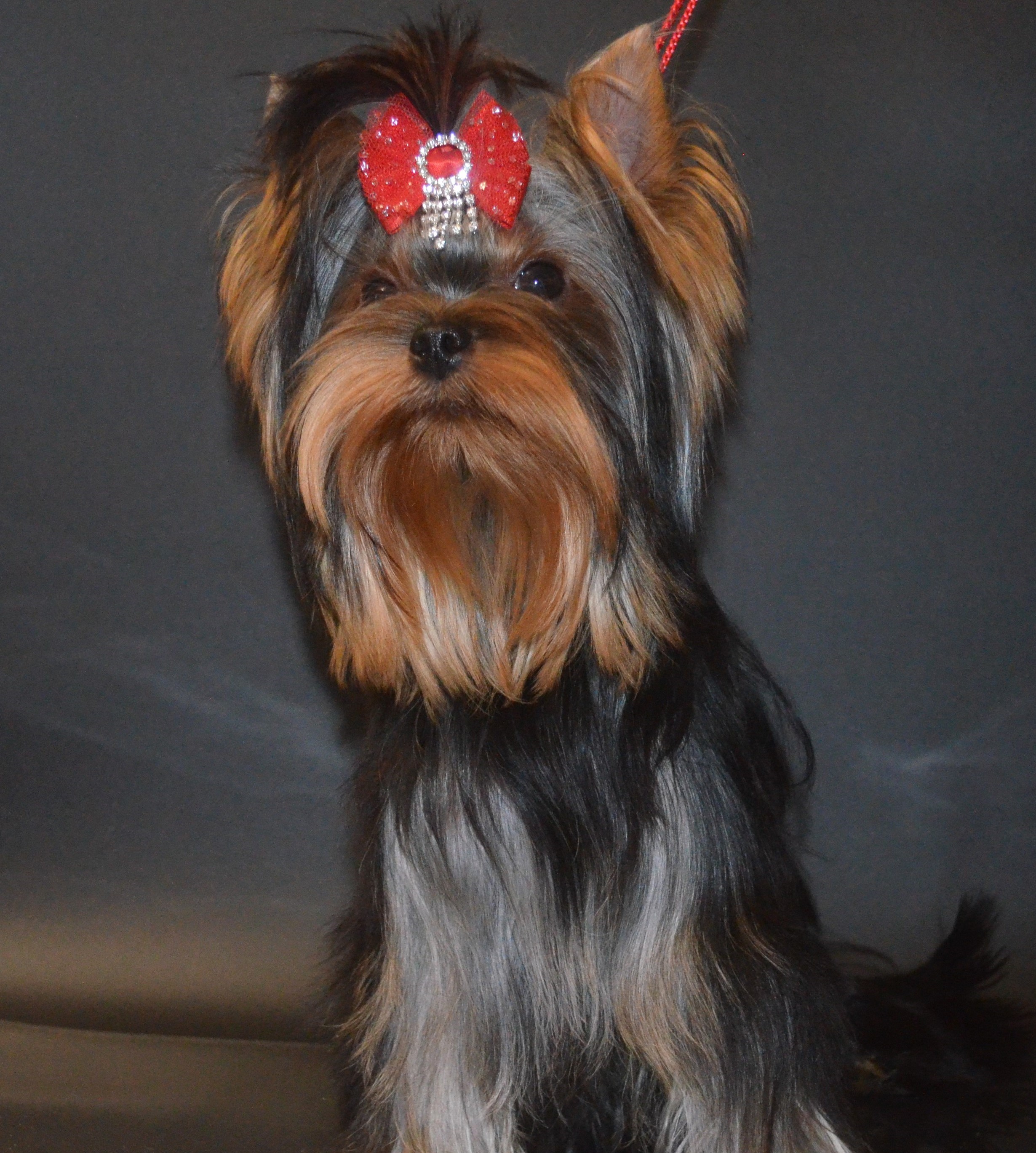 PALES OF TE VINDS PALES OF TE VINDS AIRY ARABESKA &mdash; Labaza DogPedigree YorkshireTerrier