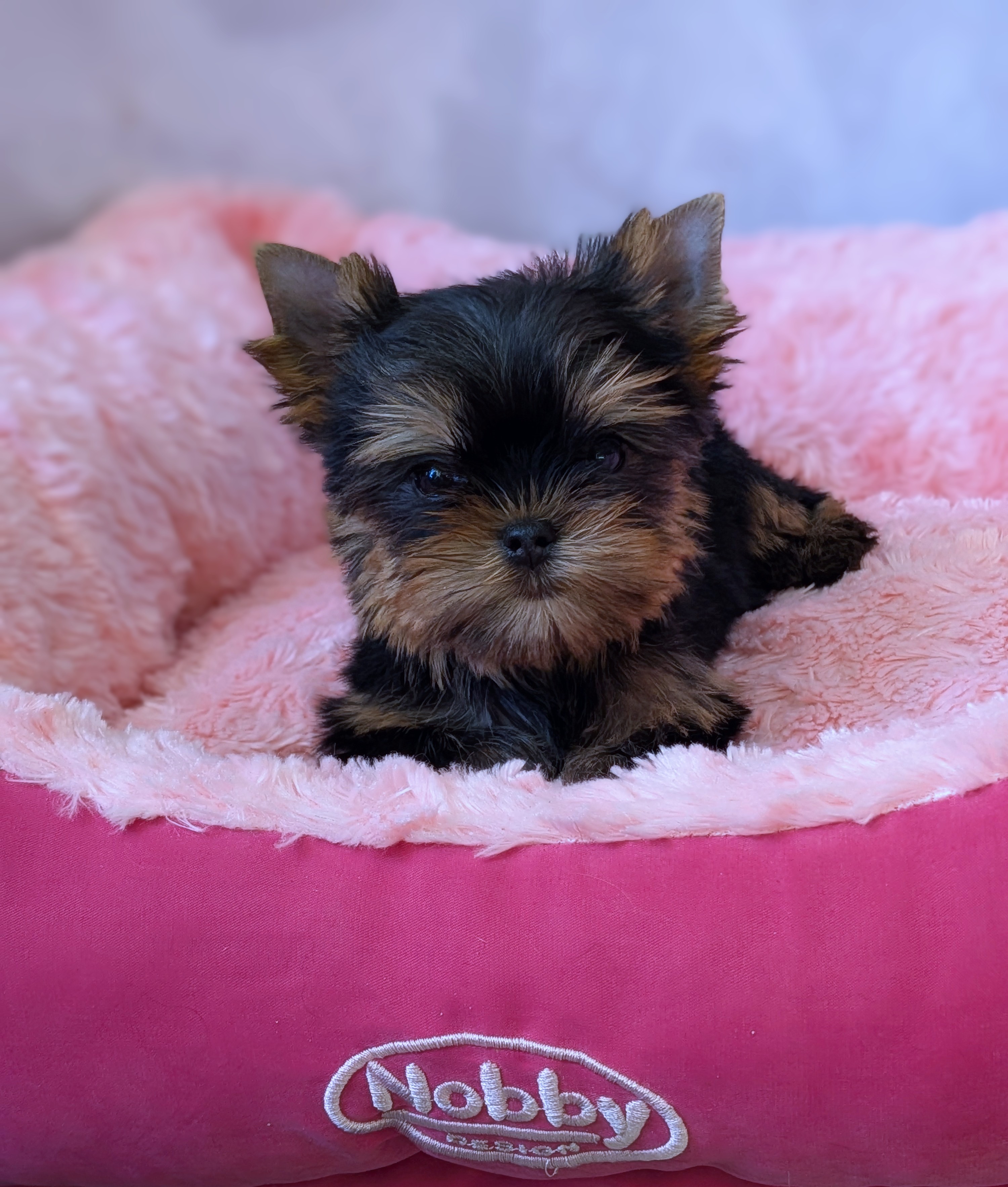 STREET FLASH STREET FLASH YANINA &mdash; Labaza DogPedigree YorkshireTerrier