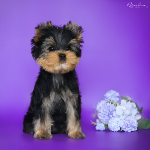 PIOJIA DORO PIOJIA DORO CATCH YOUR SUCCESS &mdash; Labaza DogPedigree YorkshireTerrier