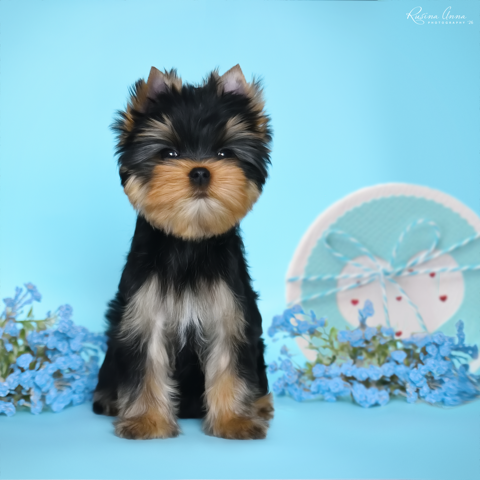 PIOJIA DORO PIOJIA DORO KEEP THE RHYTHM &mdash; Labaza DogPedigree YorkshireTerrier