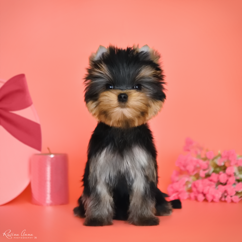 PIOJIA DORO PIOJIA DORO IDEAL COVER GIRL &mdash; Labaza DogPedigree YorkshireTerrier
