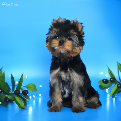 PIOJIA DORO PIOJIA DORO INVINCIBLE SPIRIT &mdash; Labaza DogPedigree YorkshireTerrier