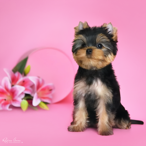 PIOJIA DORO PIOJIA DORO INFINITE LOVE &mdash; Labaza DogPedigree YorkshireTerrier