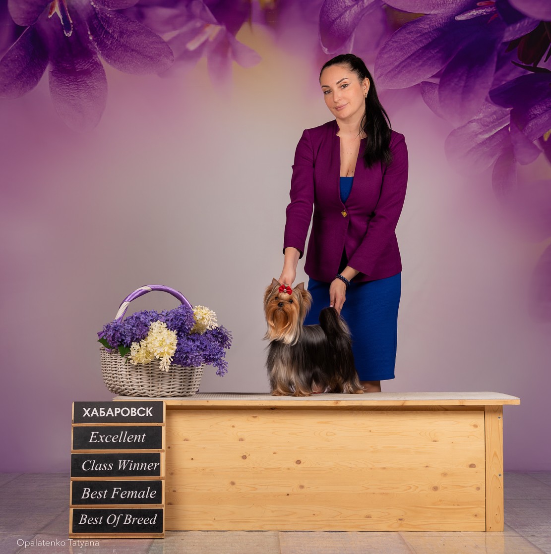 Jedi Sanse JEDI SANSE NEW DINASTY &mdash; Labaza DogPedigree YorkshireTerrier