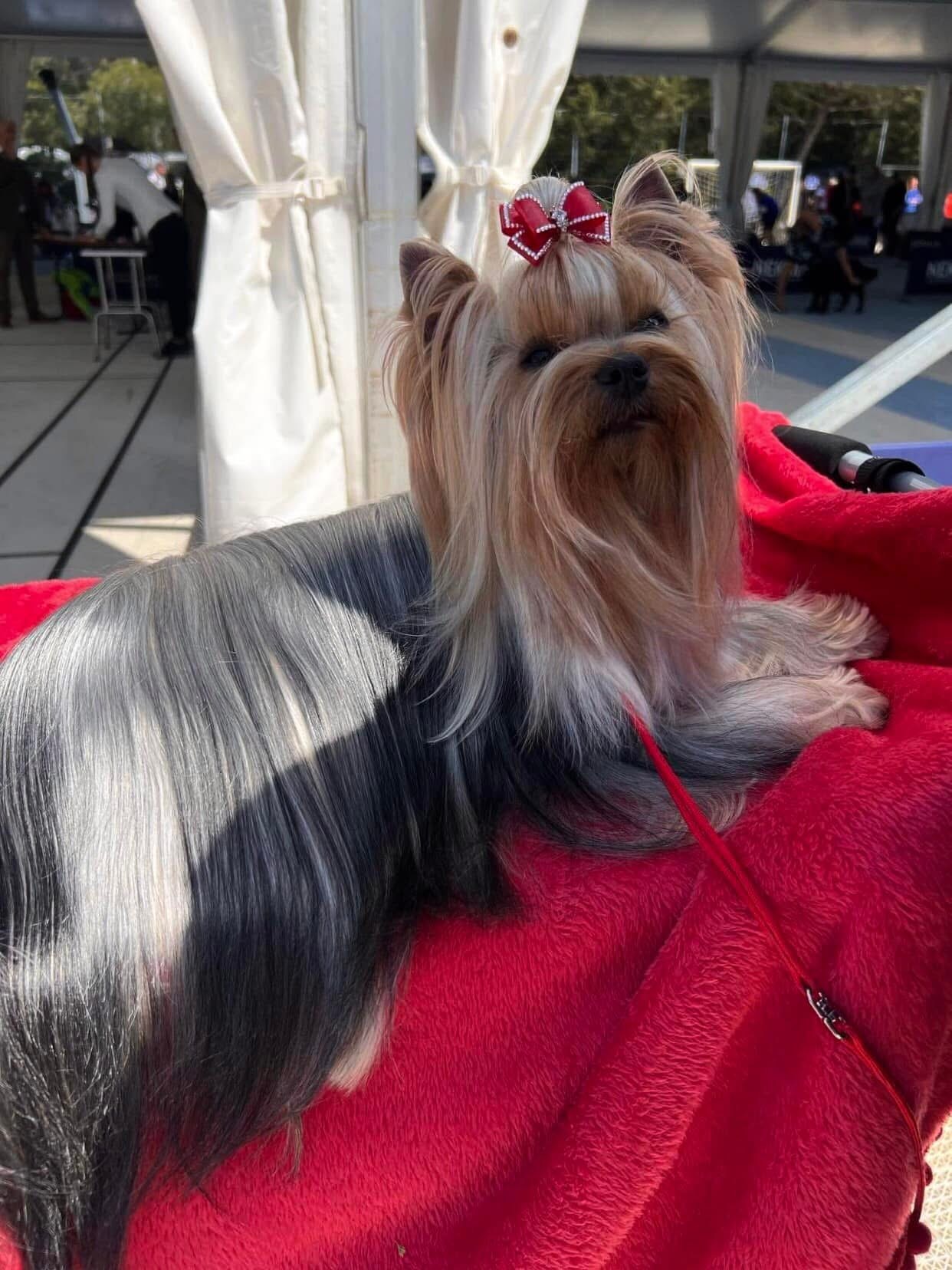 DEANJE DEANJE NORTH QUEEN &mdash; Labaza DogPedigree YorkshireTerrier