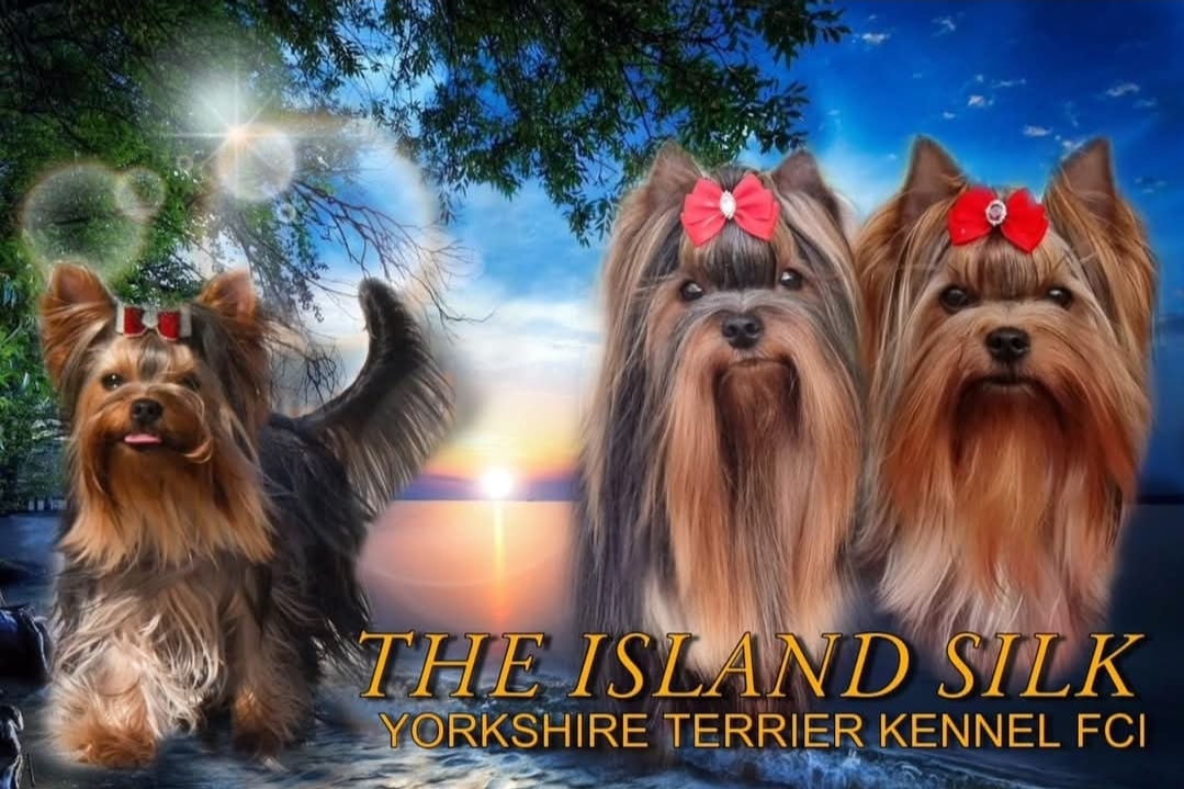 Elena &mdash; Labaza DogPedigree YorkshireTerrier
