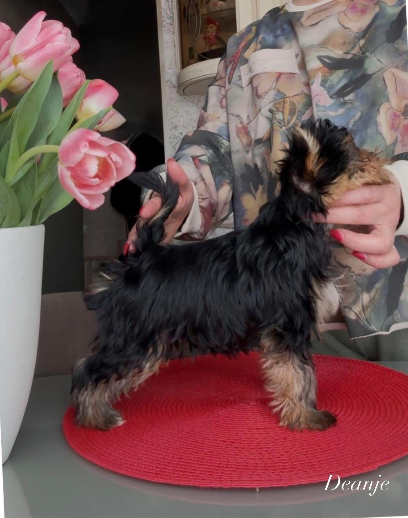 DEANJE DEANJE ELIXIR OF LOVE &mdash; Labaza DogPedigree YorkshireTerrier