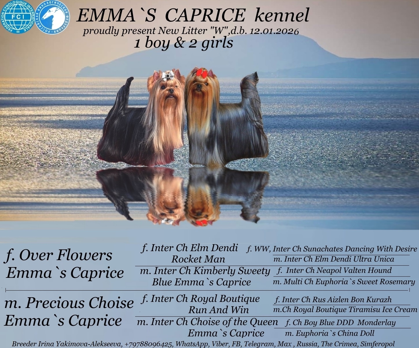  WHY NOT EMMA`S CAPRICE &mdash; Labaza DogPedigree YorkshireTerrier