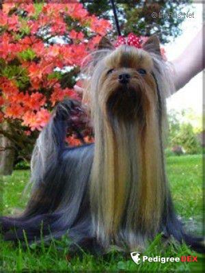  IMPOSSIBLE STRIBRNE PRANI &mdash; Labaza DogPedigree YorkshireTerrier
