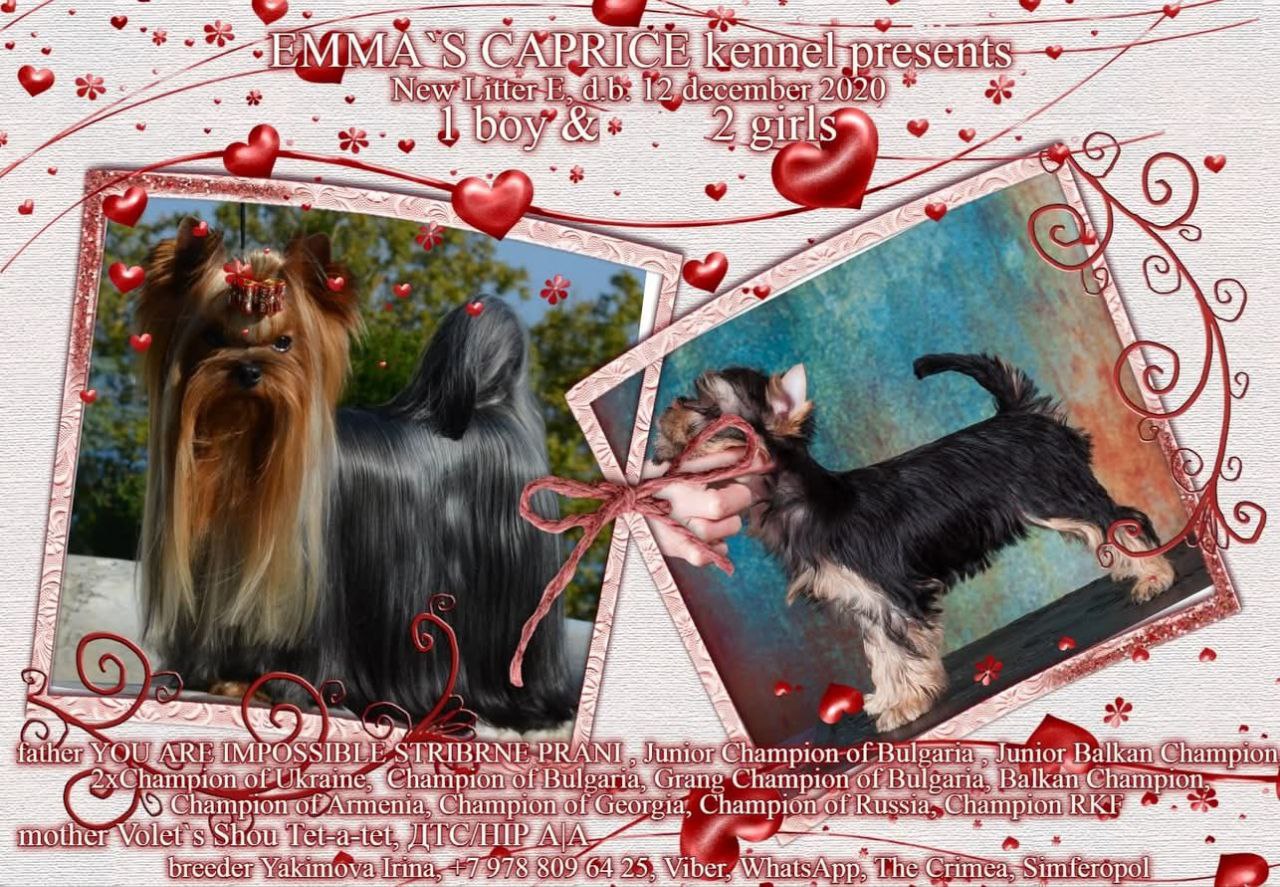 Emma`s Caprice EROTIC DANCE EMMA`S CAPRICE &mdash; Labaza DogPedigree YorkshireTerrier