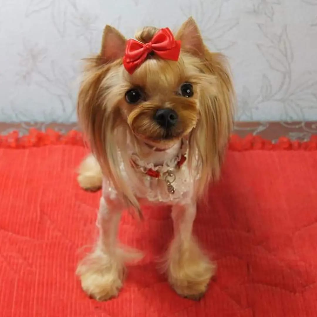 Emma`s Caprice LIMITED EDITION &mdash; Labaza DogPedigree YorkshireTerrier
