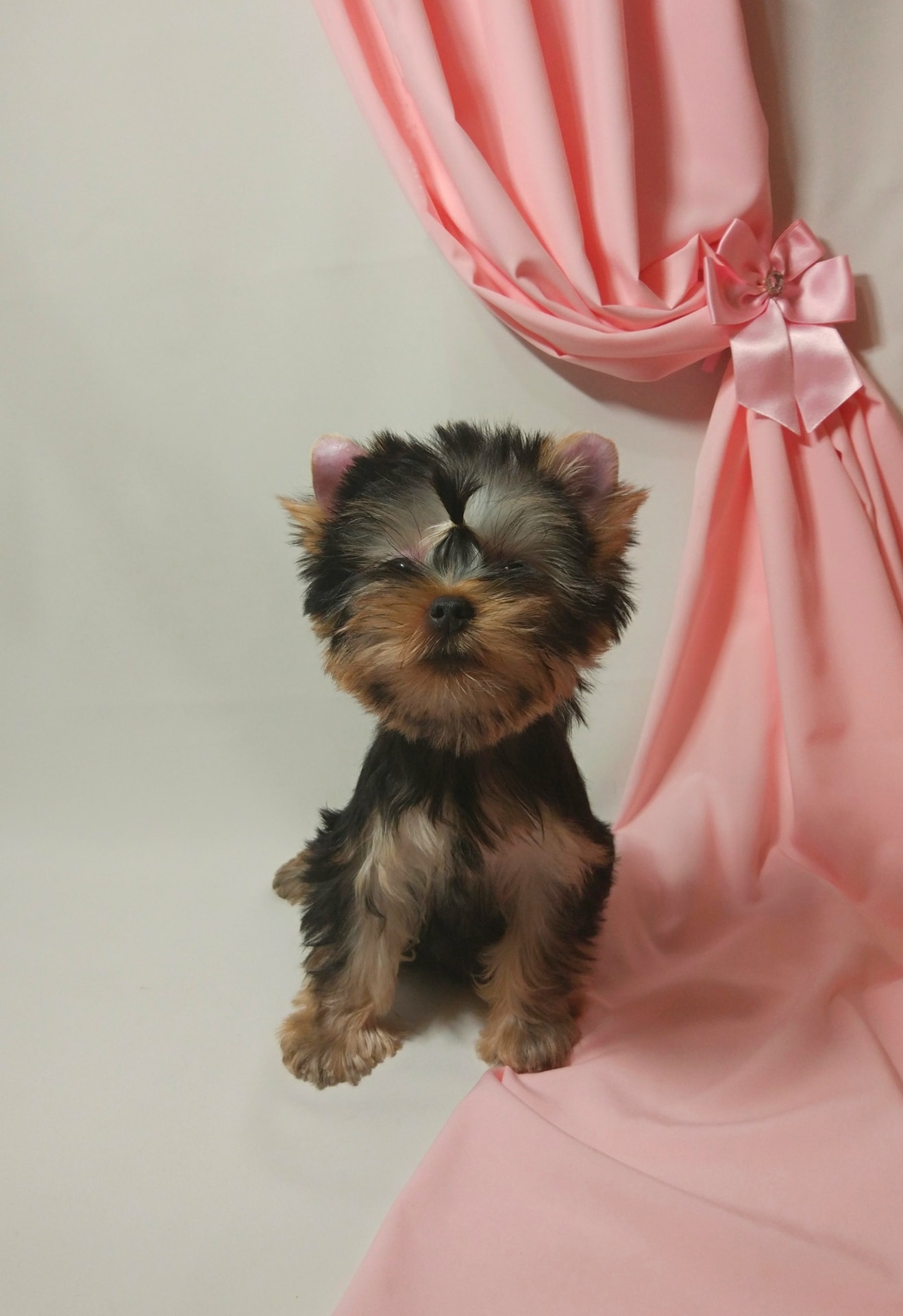 Emma`s Caprice LOVE IS EMMA`S CAPRICE &mdash; Labaza DogPedigree YorkshireTerrier
