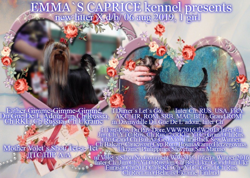  XANTIYA FUROR MAKING EMMA'S CAPRICE &mdash; Labaza DogPedigree YorkshireTerrier