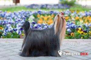  KISS ME GOLDEN BOY &mdash; Labaza DogPedigree YorkshireTerrier