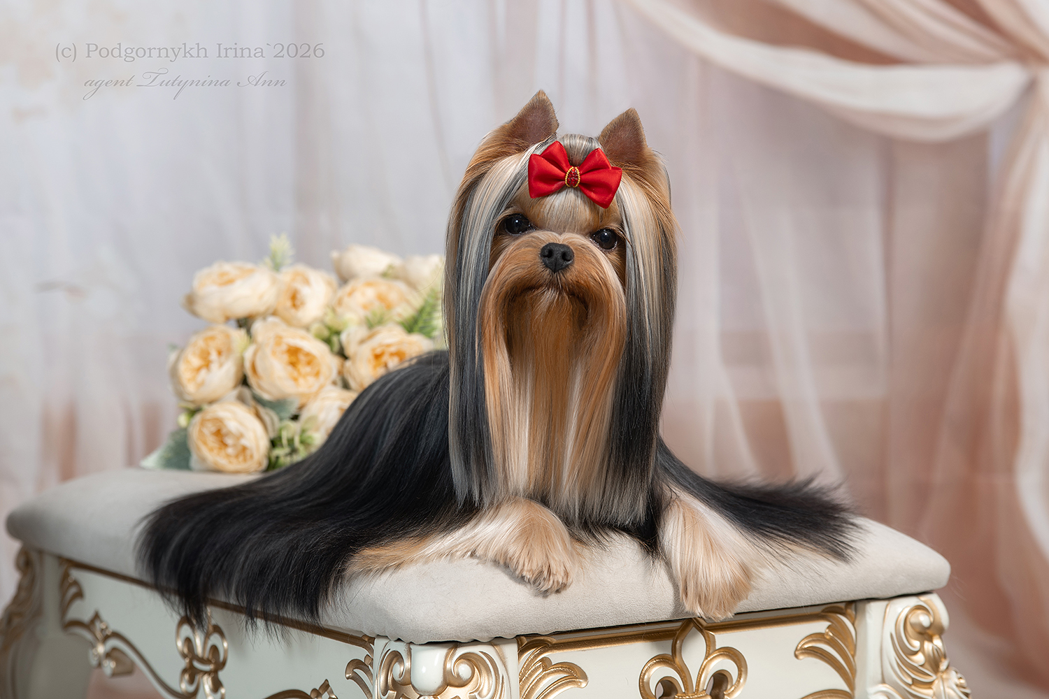 STREET FLASH MIKHAELA &mdash; Labaza DogPedigree YorkshireTerrier