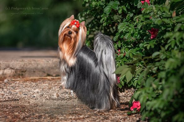LARGO KINGS MEN &mdash; Labaza DogPedigree YorkshireTerrier
