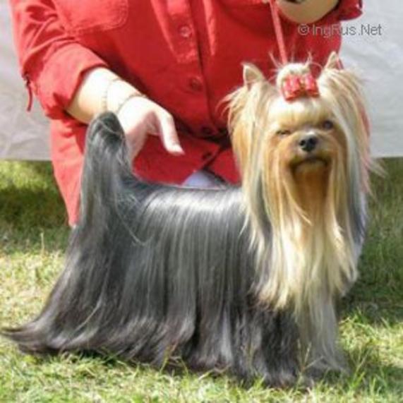  EXPANA’S FIRST PRIORITY OF SILVER SPEED &mdash; Labaza DogPedigree YorkshireTerrier