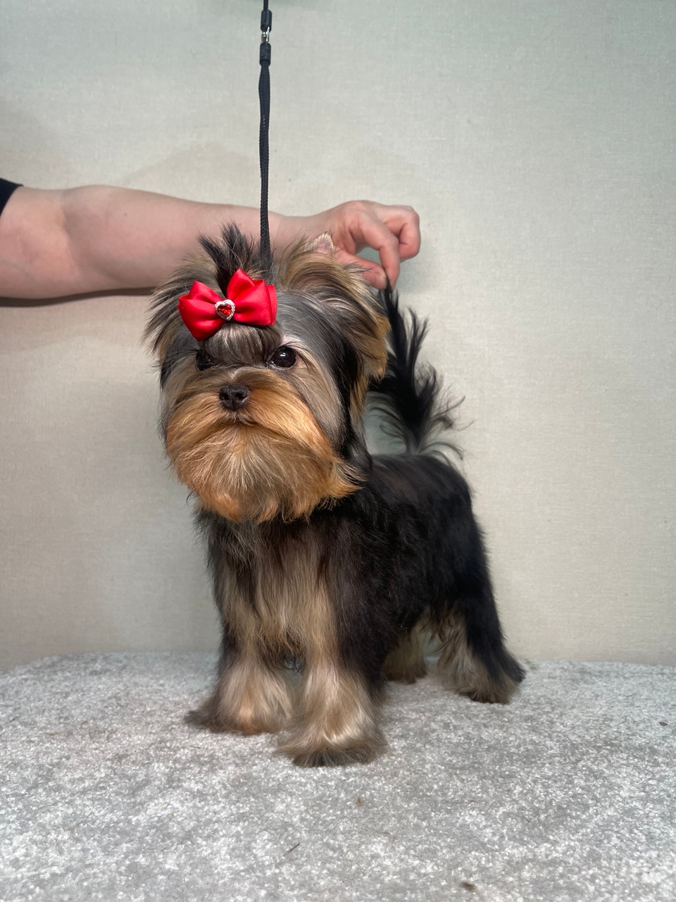 STREET FLASH STREET FLASH EDITION DE LUXE &mdash; Labaza DogPedigree YorkshireTerrier