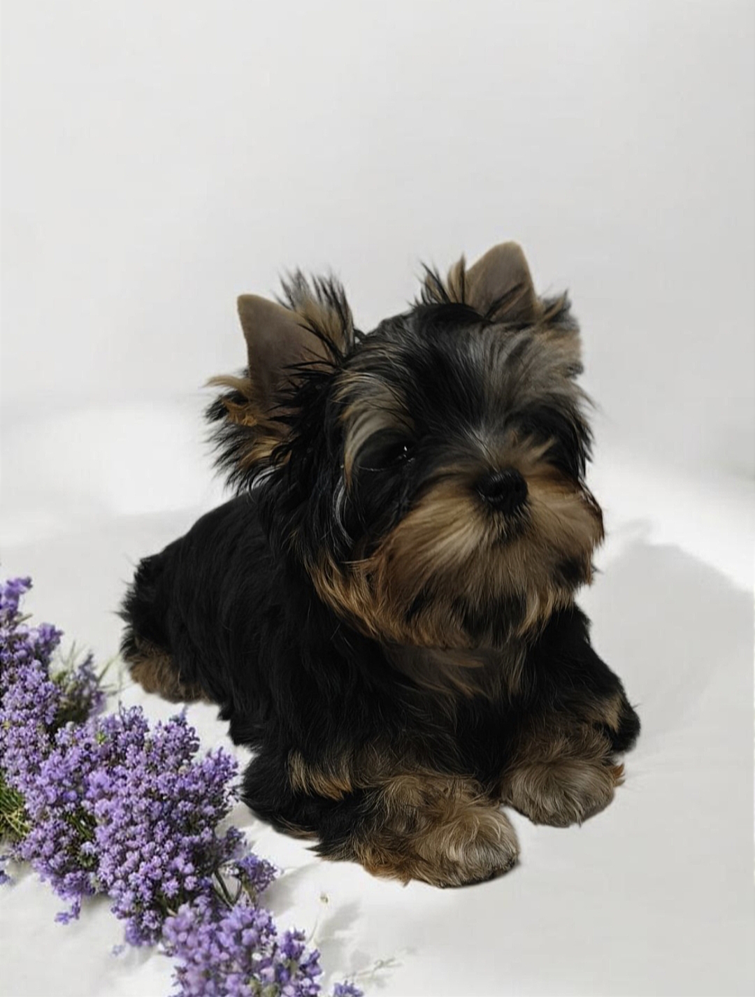 As'Torria Life ‎AS'TORRIA LIFE LA BELLА LITTLE DOLL &mdash; Labaza DogPedigree YorkshireTerrier