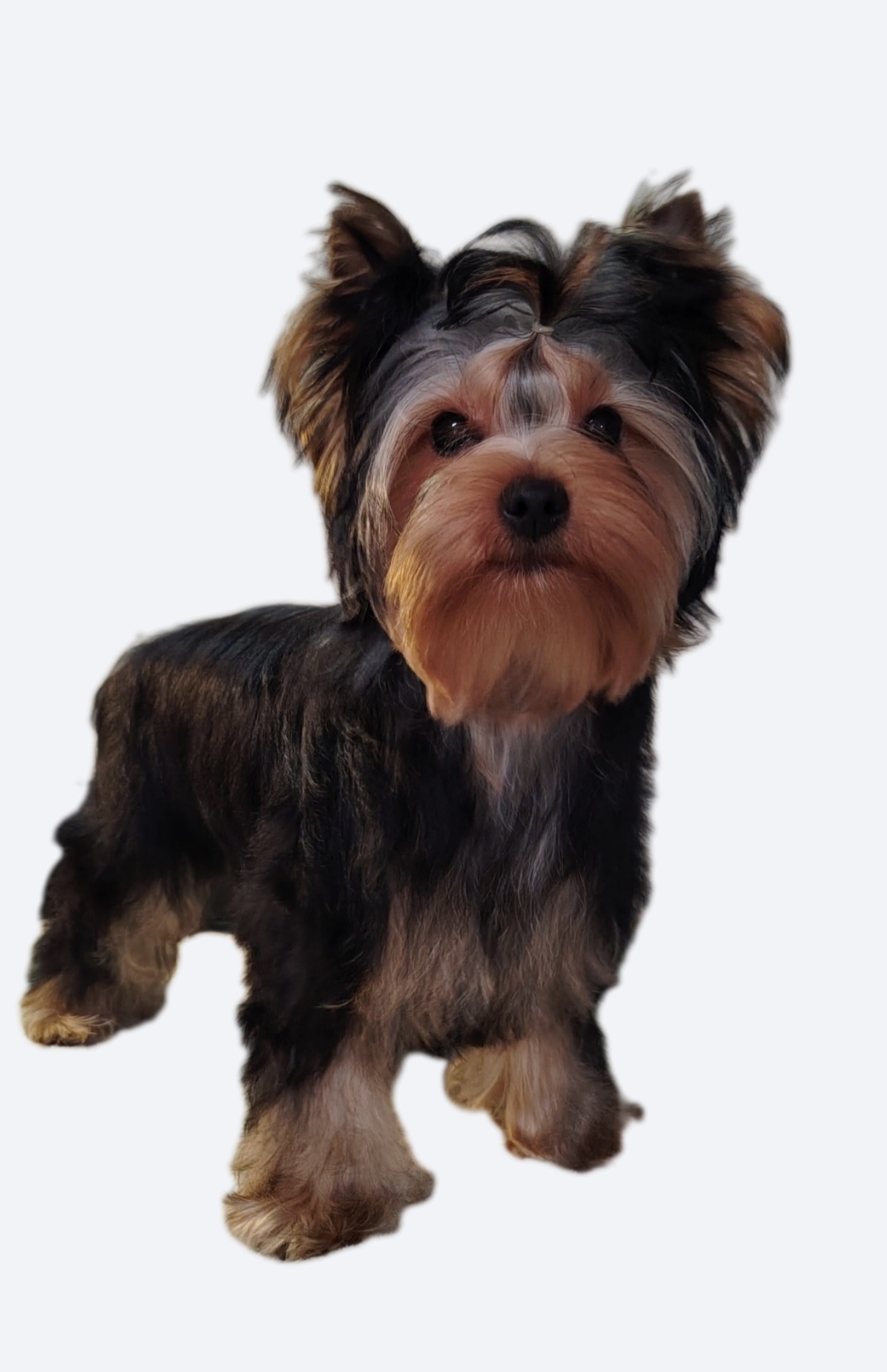 GERMIONA CUTE DOLL &mdash; Labaza DogPedigree YorkshireTerrier