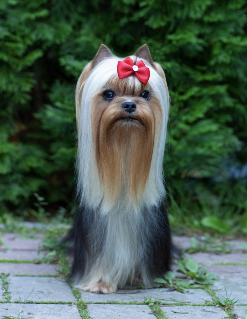 BONMARI VIZAR BONMARI VIZAR DE LOREAN &mdash; Labaza DogPedigree YorkshireTerrier