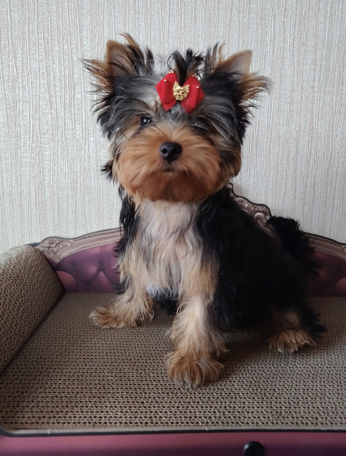 GLORIOS PERFEKT STILE &mdash; Labaza DogPedigree YorkshireTerrier