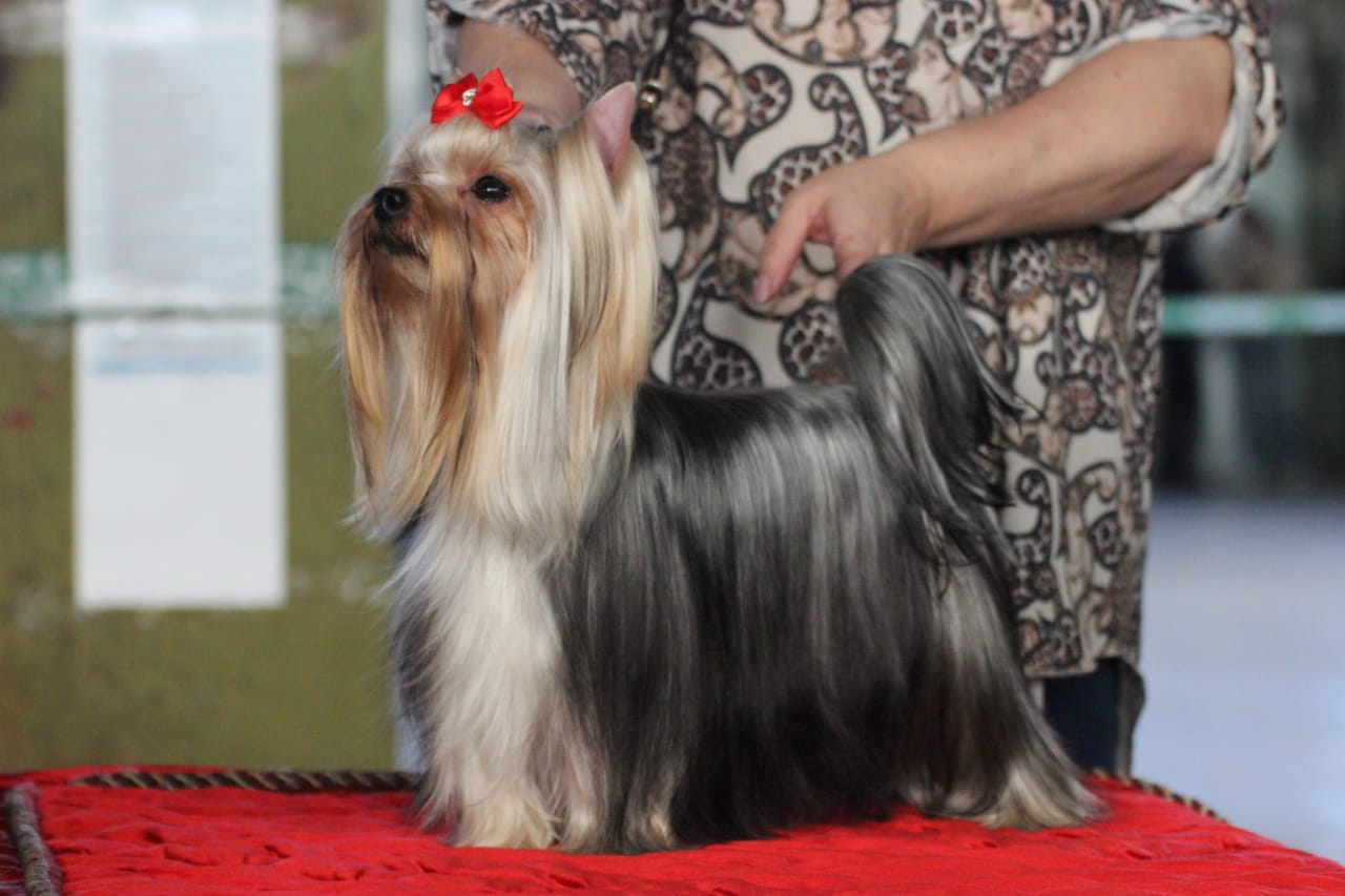 BESTIA FORTIS BESTIA FORTIS ANZHELIKA &mdash; Labaza DogPedigree YorkshireTerrier