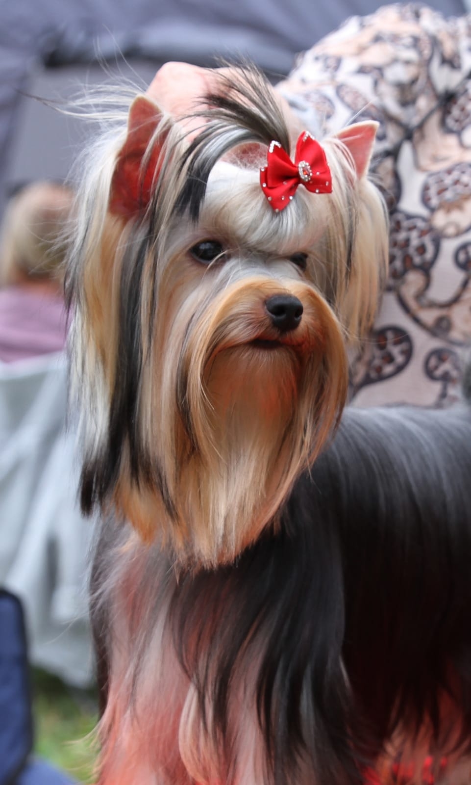 BESTIA FORTIS BESTIA FORTIS VIOLETTA-ANZHELIS &mdash; Labaza DogPedigree YorkshireTerrier