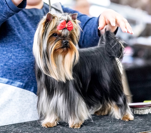 FAIRY FLAME FLAMENCO &mdash; Labaza DogPedigree YorkshireTerrier