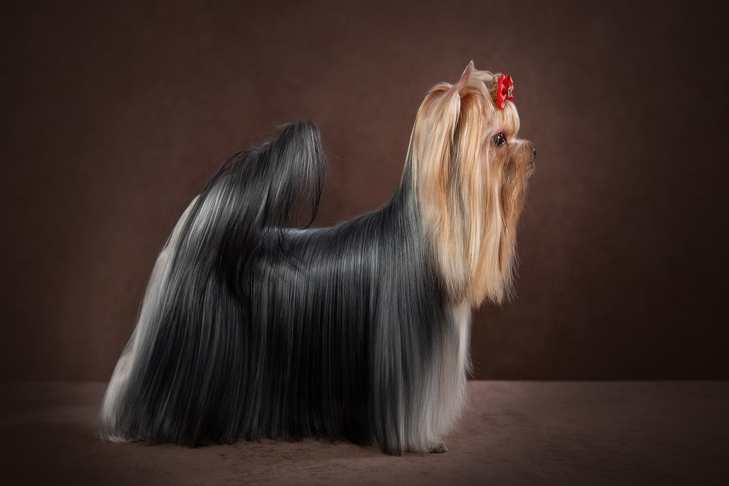 DELEGIT FATI FASHION SHOW &mdash; Labaza DogPedigree YorkshireTerrier