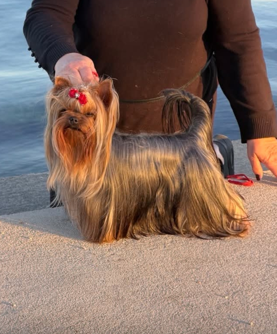  DEE ROYAL RUBINS &mdash; Labaza DogPedigree YorkshireTerrier