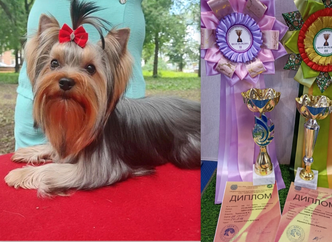 EDVIN D'LUX EXCLUSIVE &mdash; Labaza DogPedigree YorkshireTerrier