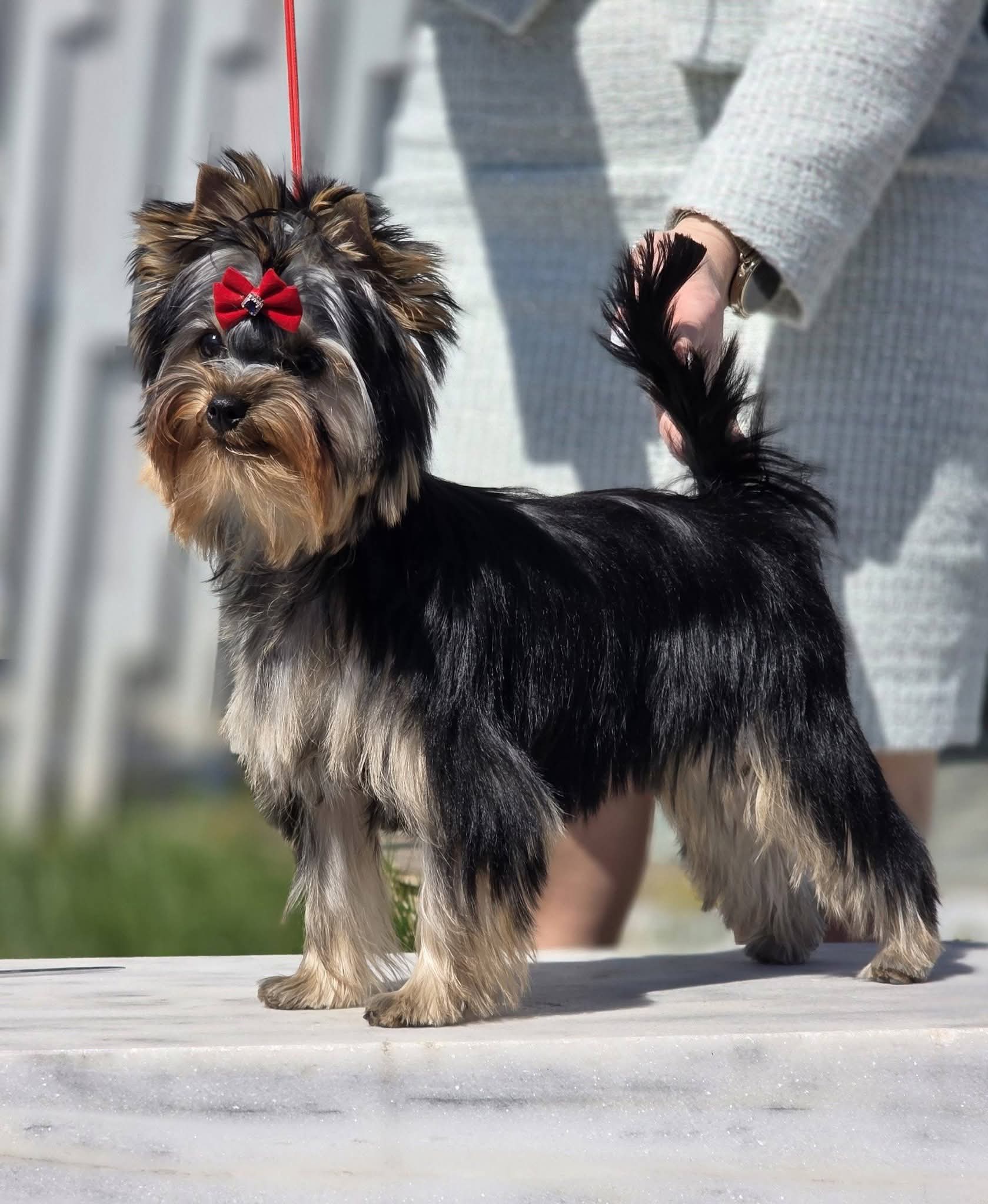  TOTALLY ADDICTED THE ONE &mdash; Labaza DogPedigree YorkshireTerrier