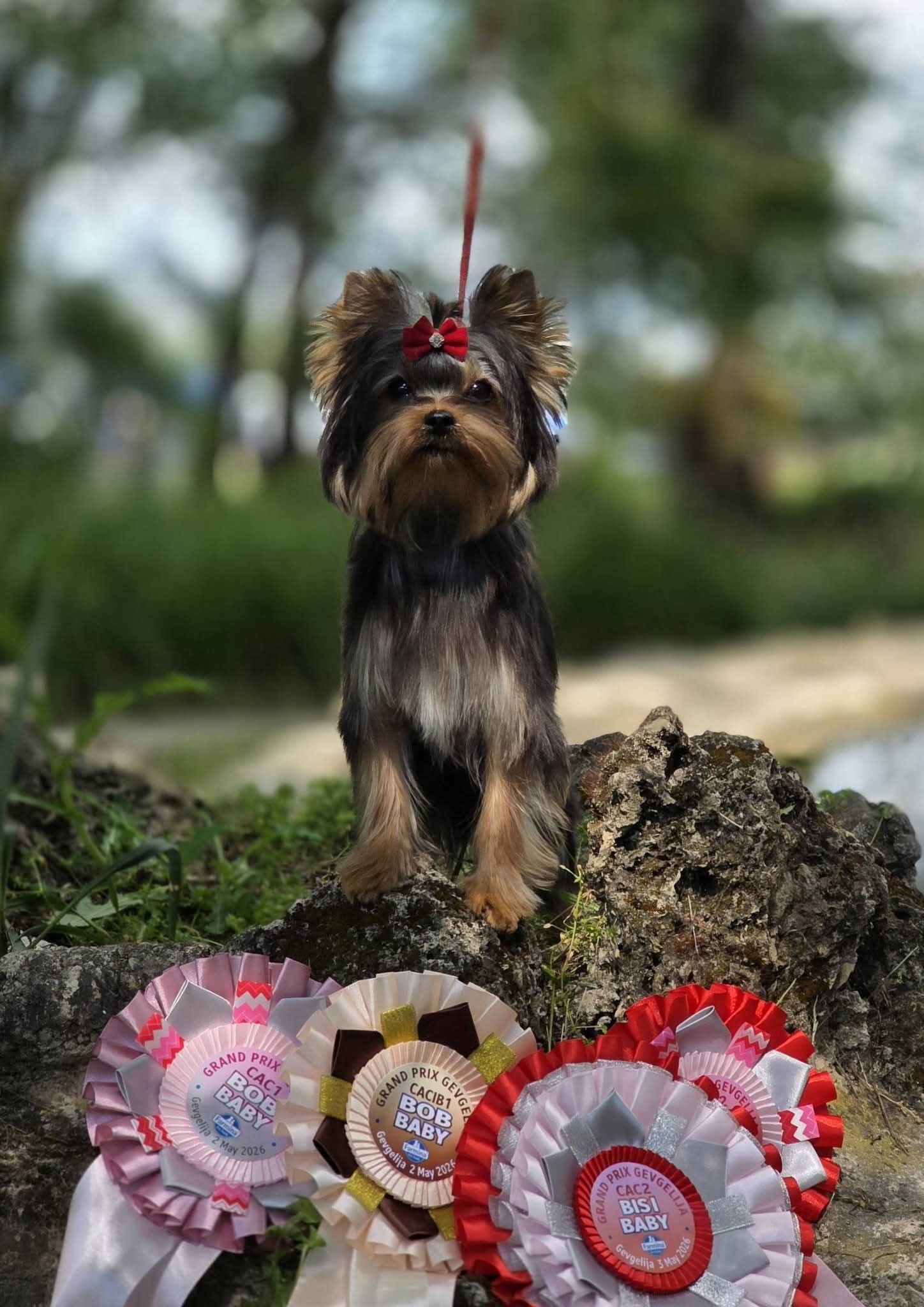  PICCOLI RUBINI BRAVEHEART &mdash; Labaza DogPedigree YorkshireTerrier