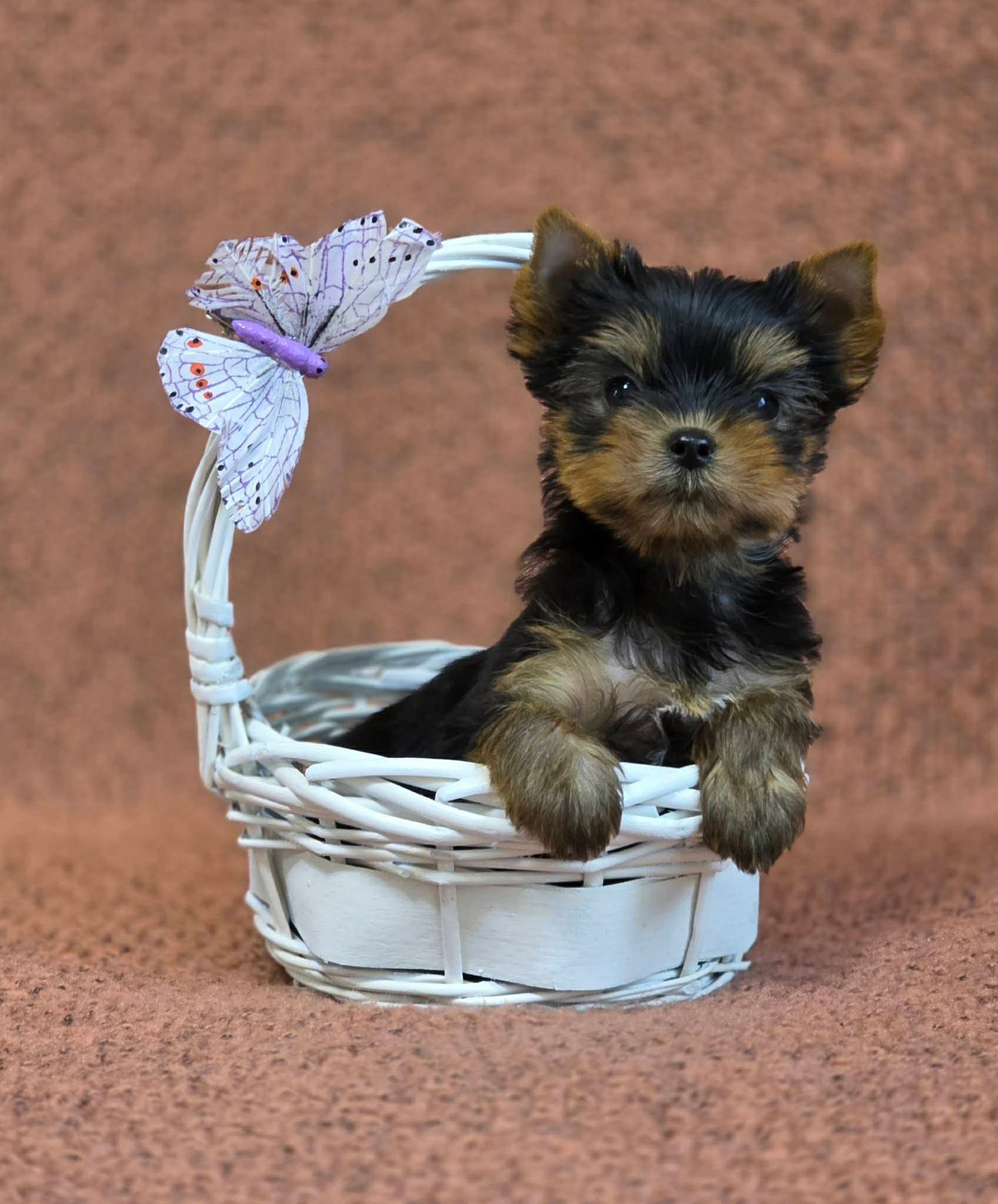  PICCOLI RUBINI BELLA CIAO &mdash; Labaza DogPedigree YorkshireTerrier