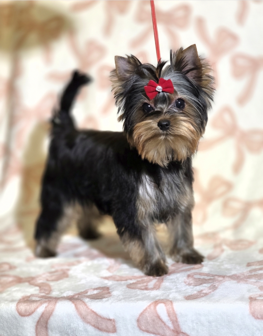  PICCOLI RUBINI BILLIE JEAN &mdash; Labaza DogPedigree YorkshireTerrier