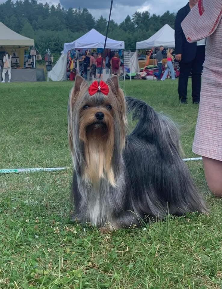  CHLOE LOVE STORY TAI GENIJUS &mdash; Labaza DogPedigree YorkshireTerrier