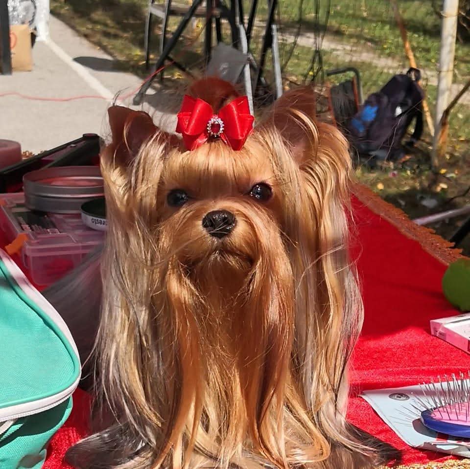 ANASTASIA YORK KAYLEE &mdash; Labaza DogPedigree YorkshireTerrier