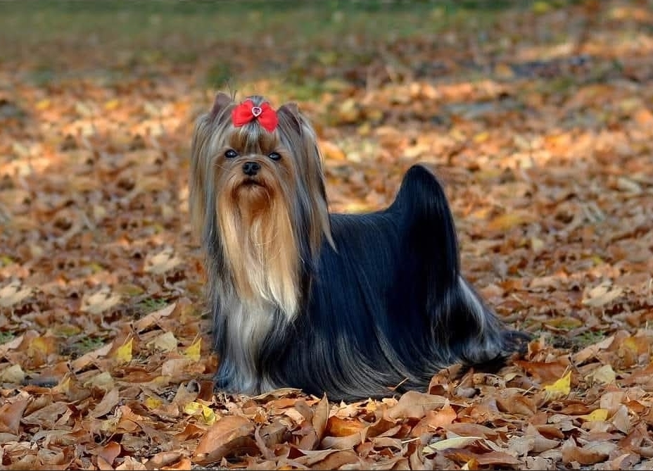 ANASTASIA YORK DESIRE FOR PERFECTION &mdash; Labaza DogPedigree YorkshireTerrier