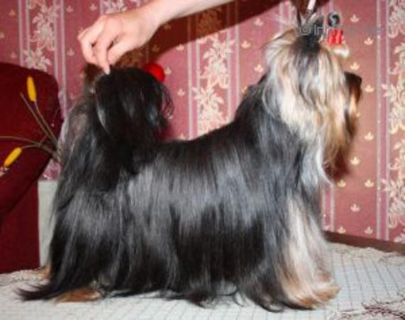 ANASTASIA YORK AMIGO DEL TORO &mdash; Labaza DogPedigree YorkshireTerrier
