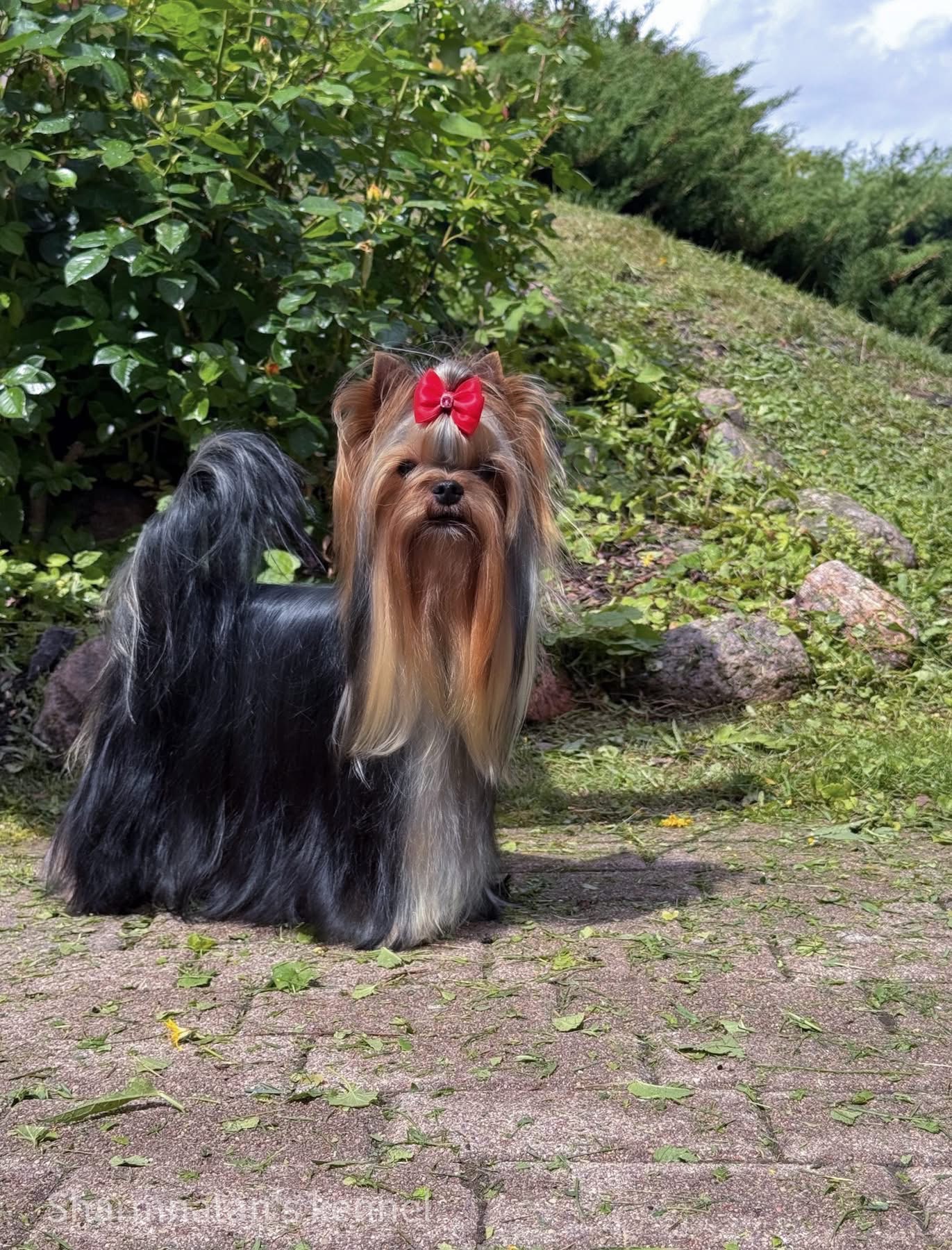 CAPTAIN COOL SHARBEST &mdash; Labaza DogPedigree YorkshireTerrier