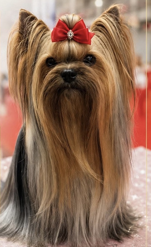 LEGEND CONTINIE SHARBEST &mdash; Labaza DogPedigree YorkshireTerrier