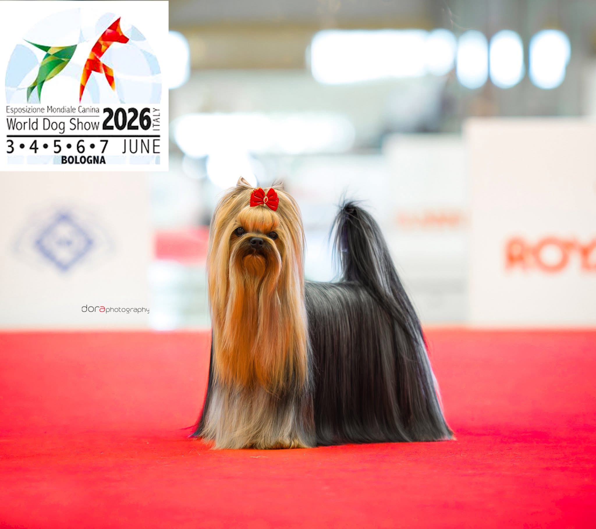 ORCHIDEA BLISS SHARBEST &mdash; Labaza DogPedigree YorkshireTerrier