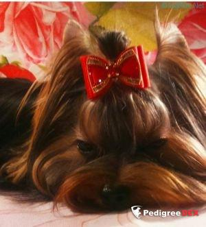 CHARMING CHIFTEN MIRACLE BERRY &mdash; Labaza DogPedigree YorkshireTerrier