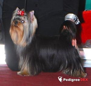 CHARMING CHIFTAIN RADIANCE PRAID &mdash; Labaza DogPedigree YorkshireTerrier