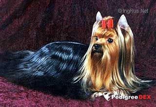 CHARMING CHIFTAIN CHESTERFILD &mdash; Labaza DogPedigree YorkshireTerrier