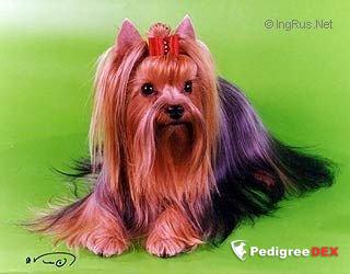 KETTY DELLE STELLE LUCENTI &mdash; Labaza DogPedigree YorkshireTerrier