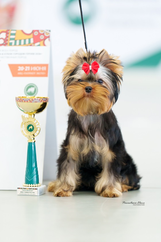 Laranta LARANTA MASTROIANNI FOR PANDA SHARM &mdash; Labaza DogPedigree YorkshireTerrier