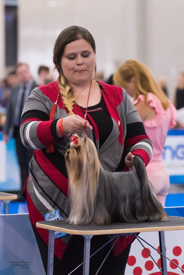 Laranta LARANTA DANDY DUST &mdash; Labaza DogPedigree YorkshireTerrier