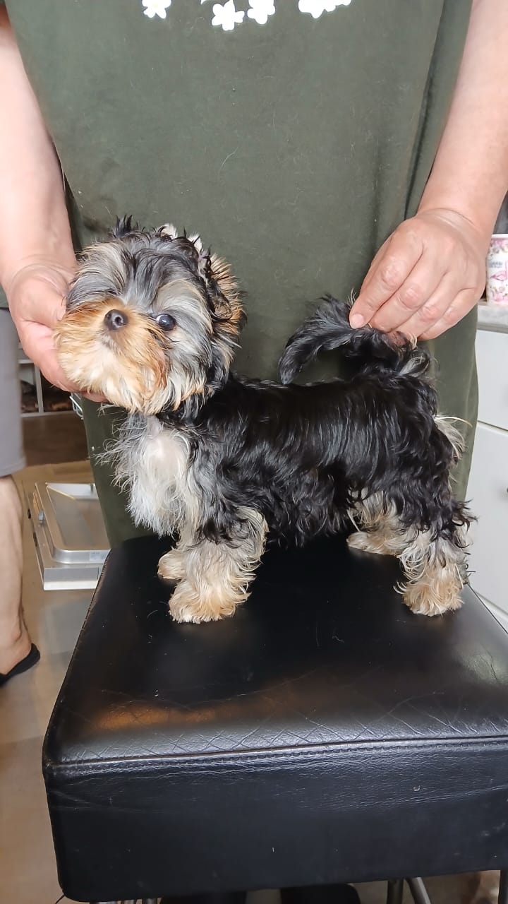 Laranta LARANTA TONARINO TOTORO &mdash; Labaza DogPedigree YorkshireTerrier